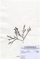 藏品(叉開網翼藻)的圖片